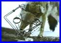 Suffering and Cruelty 