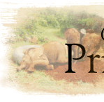 Elephanthost Price List