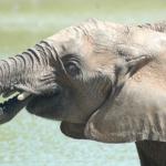 Elephant drinking water