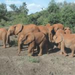 Elephant Hosting Family