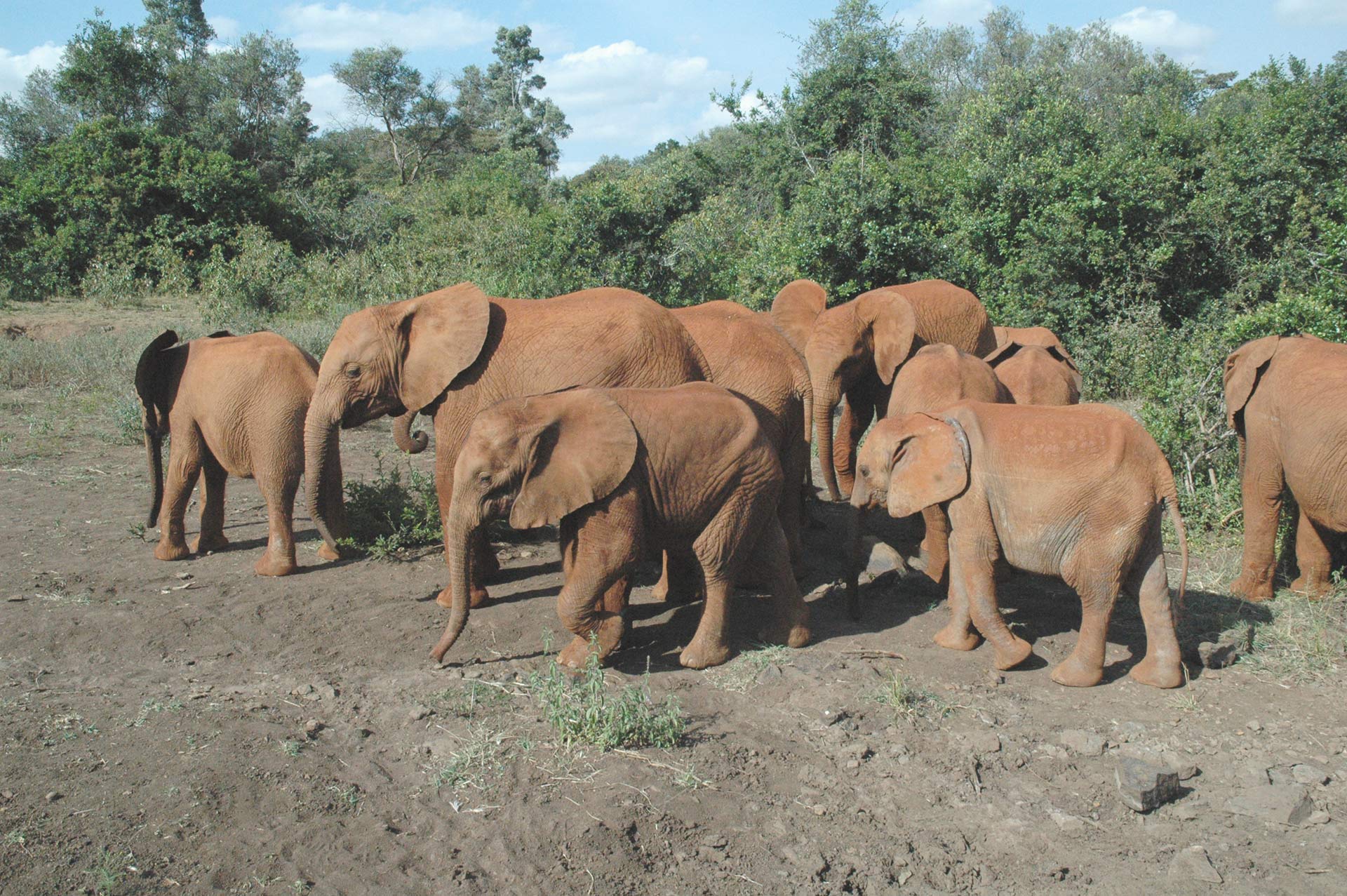 Elephant Hosting Family