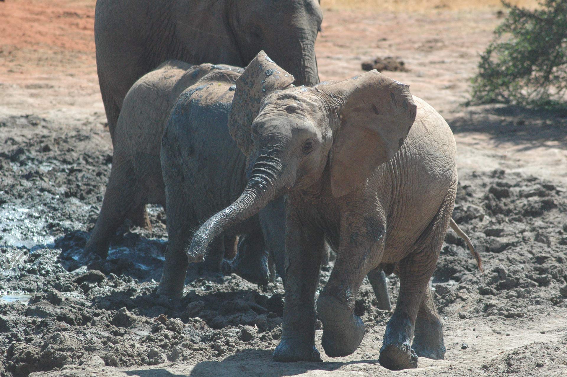 Elephant Host Makes Happy Clients