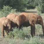 Elephants together in Kenya