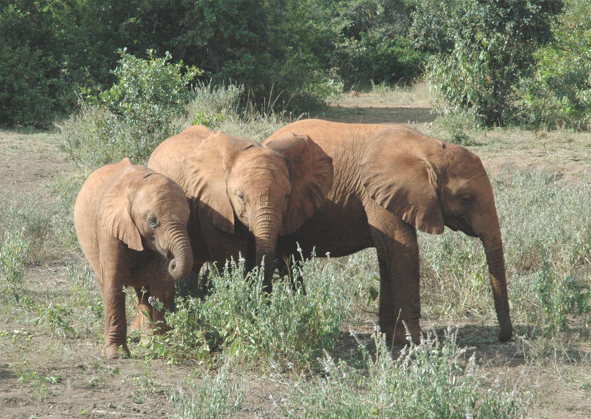 Elephants together in Kenya