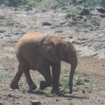 Baby Elephant