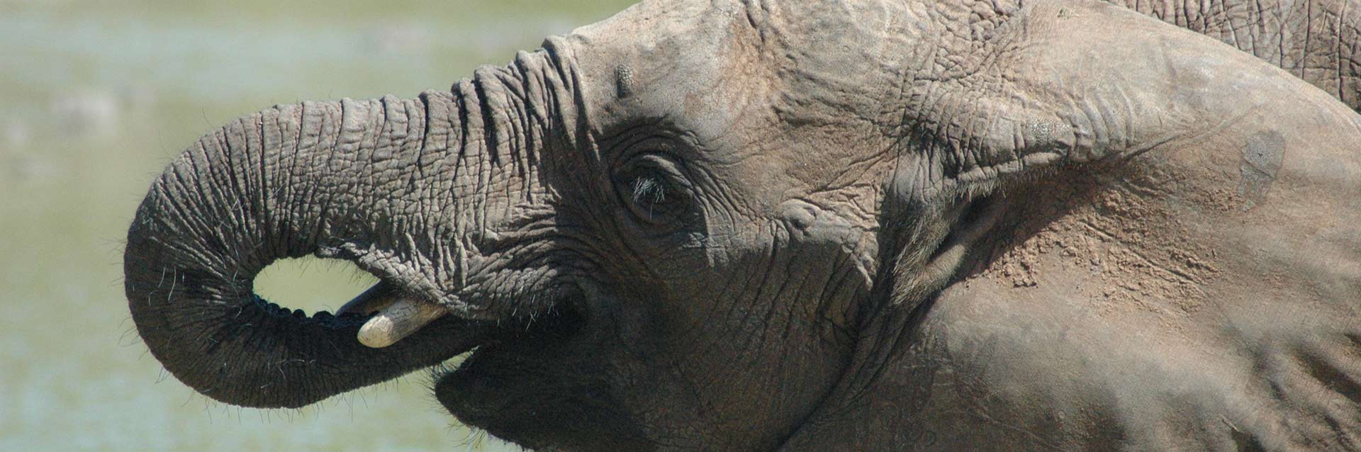 Elephant Drinking