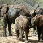 Elephant Host Family