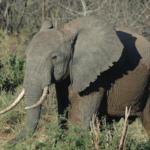 Elephant in Field