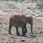 Elephant in Kenya