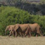 Elephants Browsing