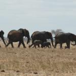 Elephants in field