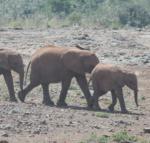 Elephants in Kenya