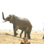 Elephants in Tsavo