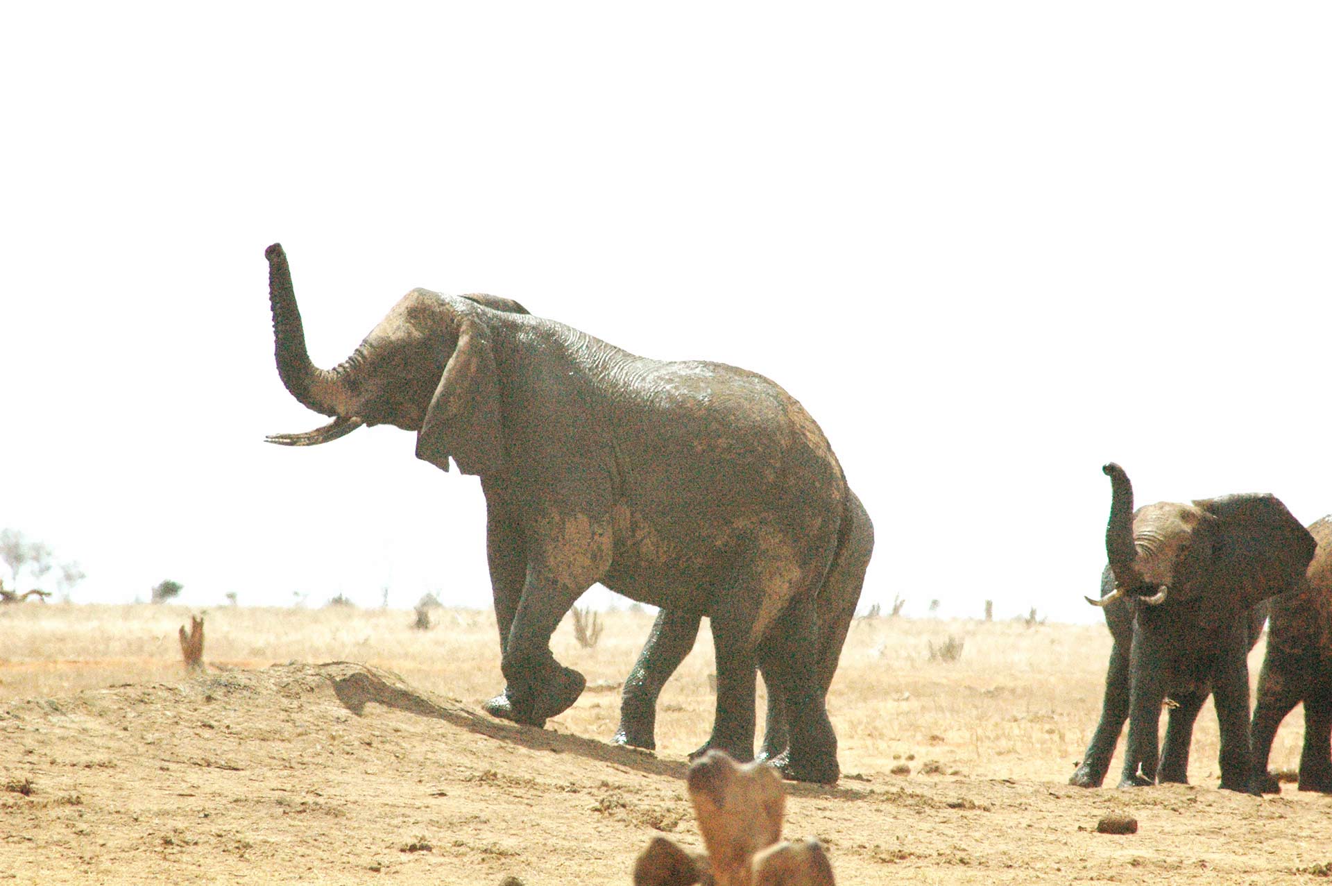 Elephants in Tsavo