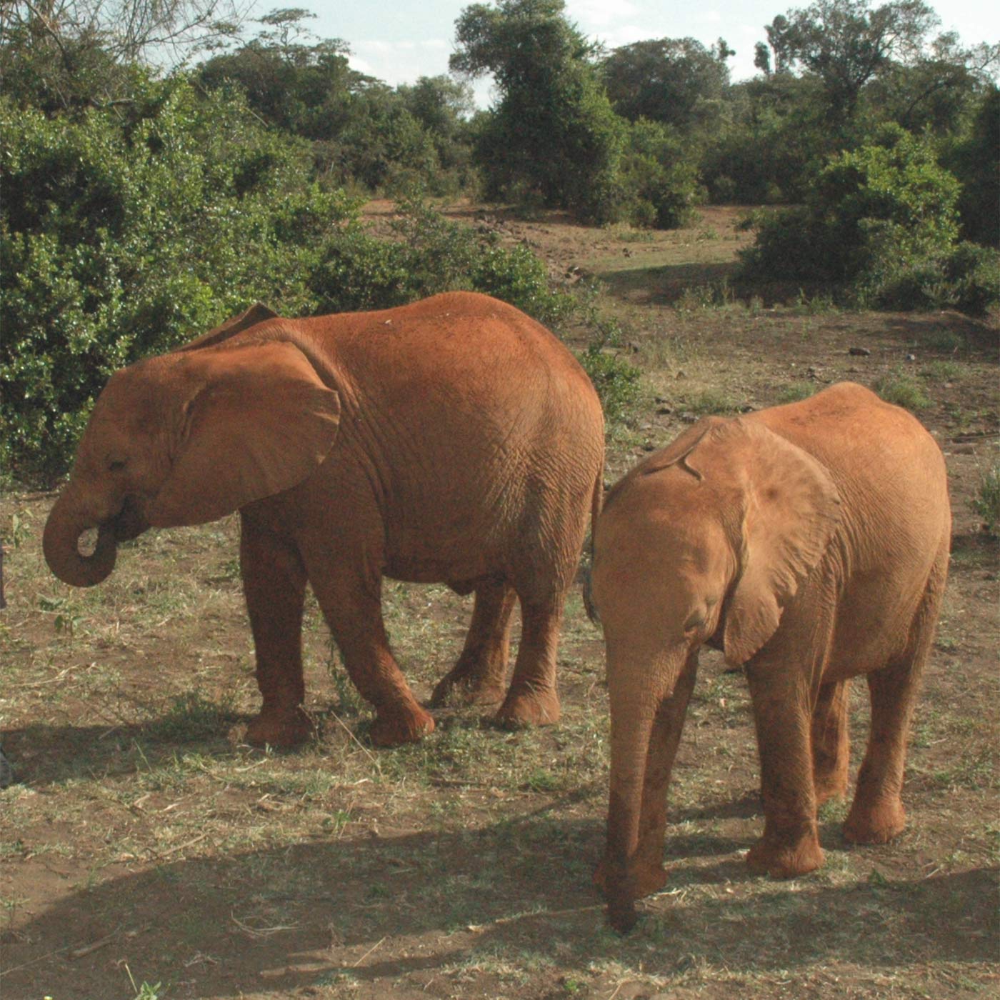 Elephants