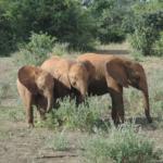 Three elephants in a field