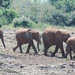 Elephants Walking