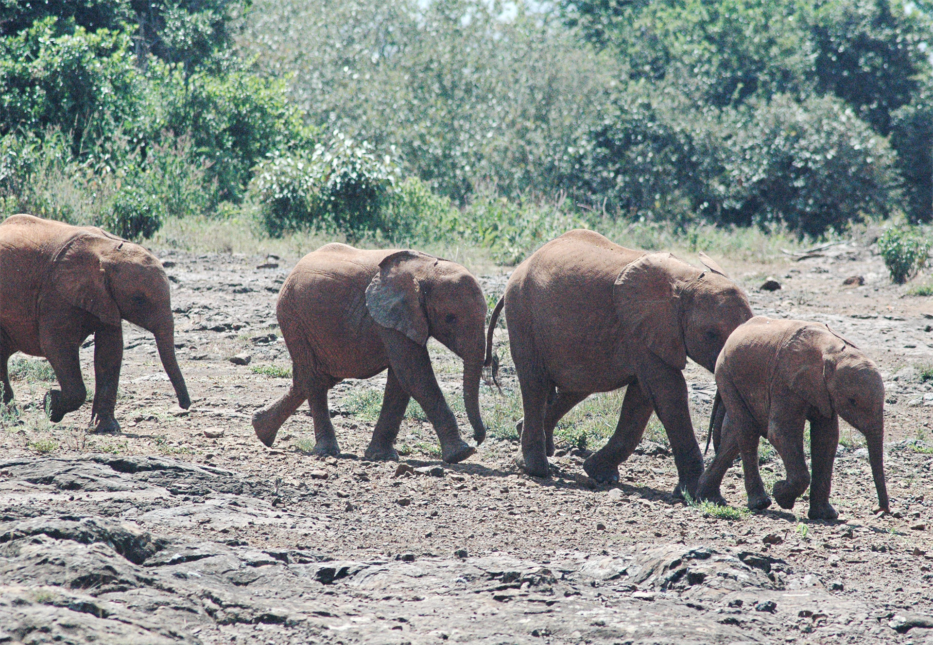 Elephants Walking