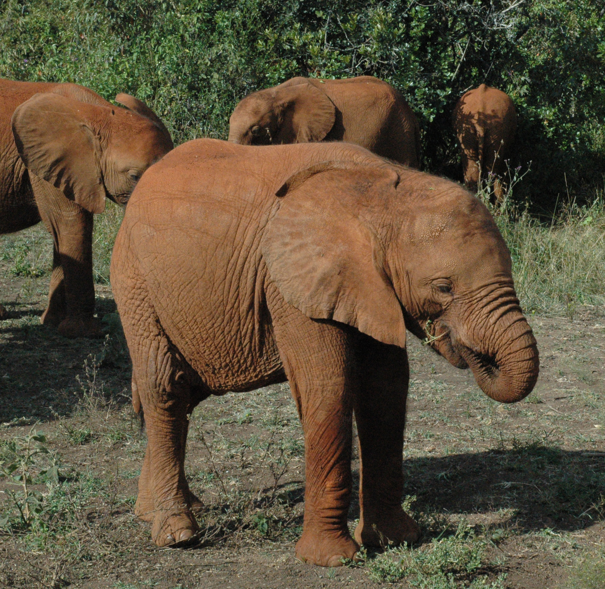 Orphan Elephants