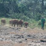 David Sheldrick Wildlife Trust - Elephant Sanctuary