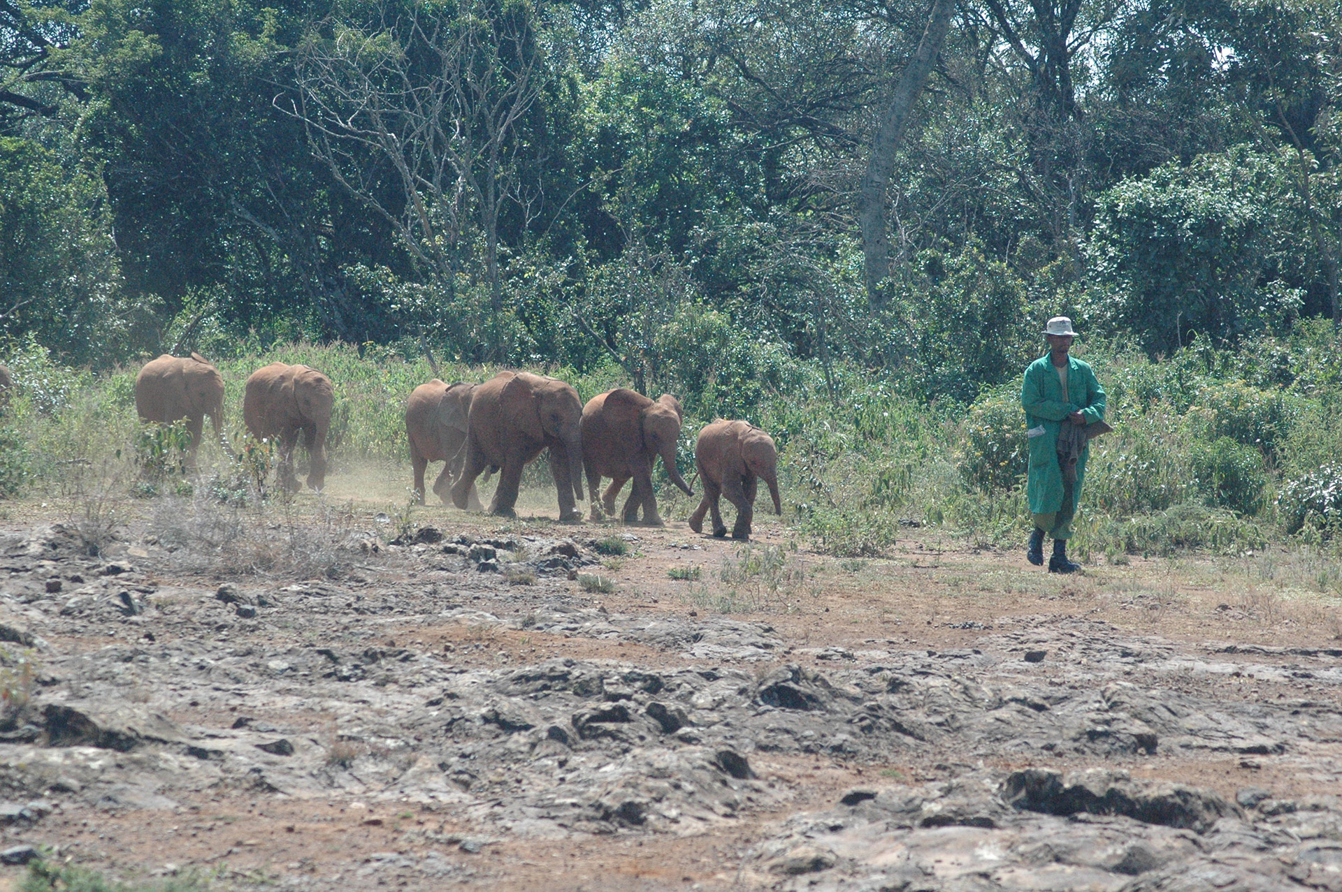 David Sheldrick Wildlife Trust - Elephant Sanctuary