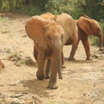 Elephants Walking