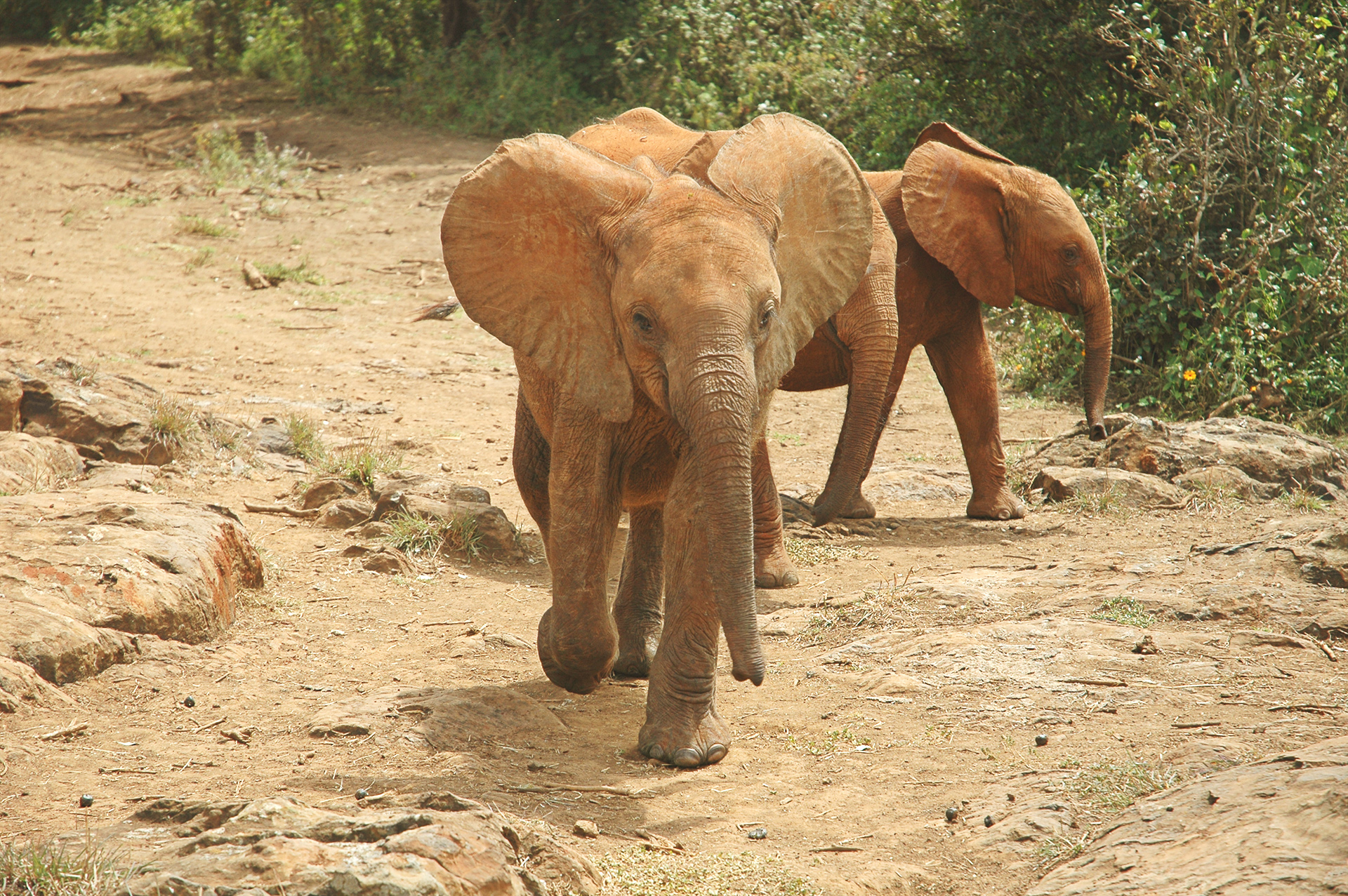 Elephants Walking